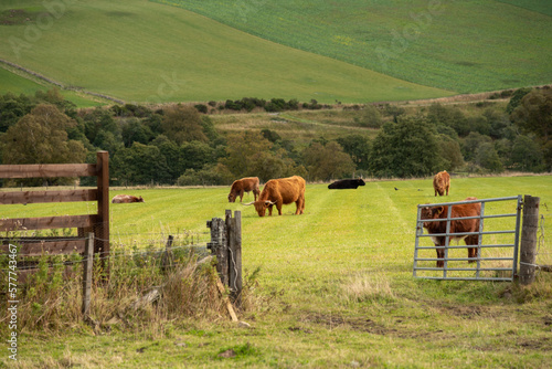 cows in the field in the highlands, scotland