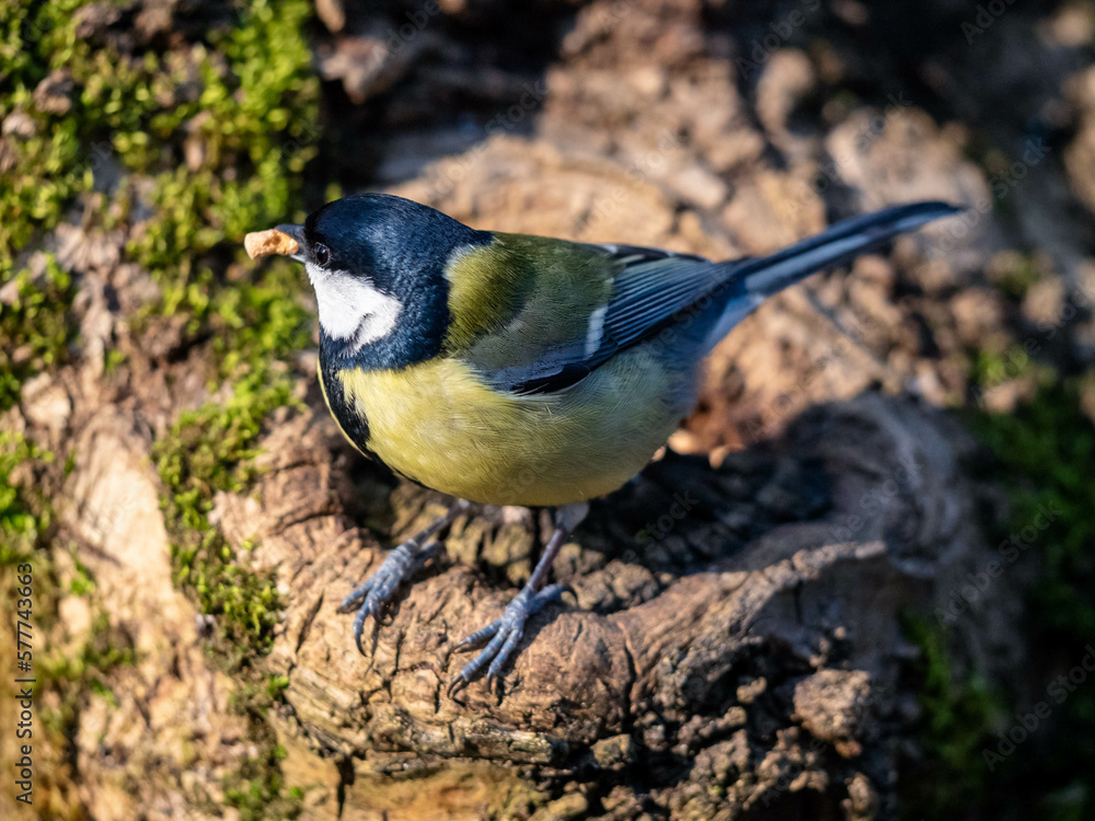 Fototapeta premium Mésange charbonnière