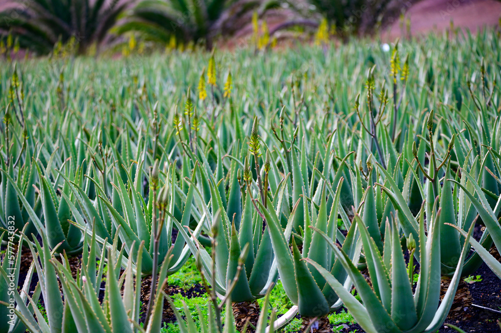 Fototapeta premium Aloe vera plantation, cultivation of aloe vera, healthy plant used for medicine, cosmetics, skin care, decoration