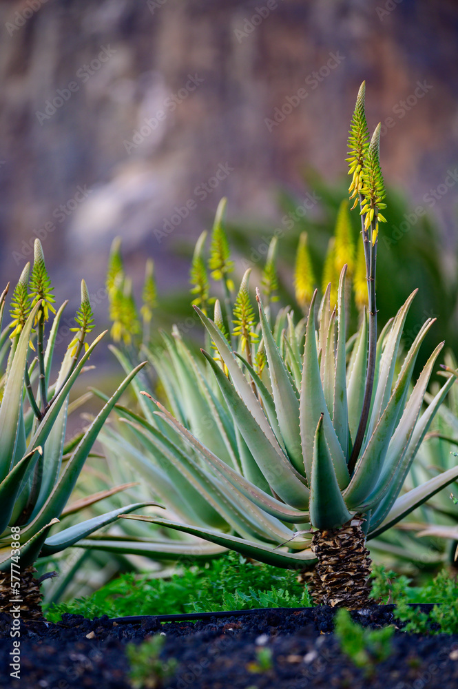 Fototapeta premium Aloe vera plantation, cultivation of aloe vera, healthy plant used for medicine, cosmetics, skin care, decoration