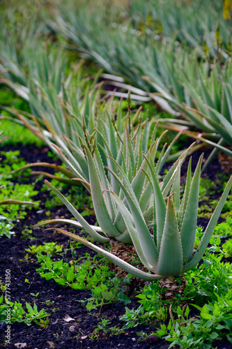 Aloe vera plantation  cultivation of aloe vera  healthy plant used for medicine  cosmetics  skin care  decoration