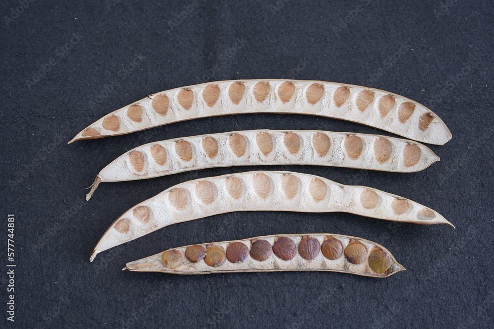 Seeds of Inga edulis, Fabaceae family, known as icecream bean, ice