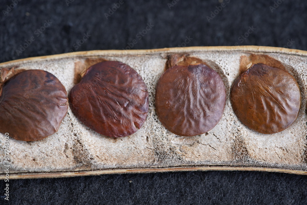 Seeds of Inga edulis, Fabaceae family, known as icecream bean, ice