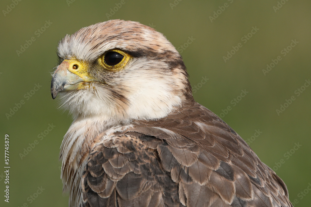 Portrait of a Lanner Falcon against a green background
Portrait of a Lanner Falcon against a green background
