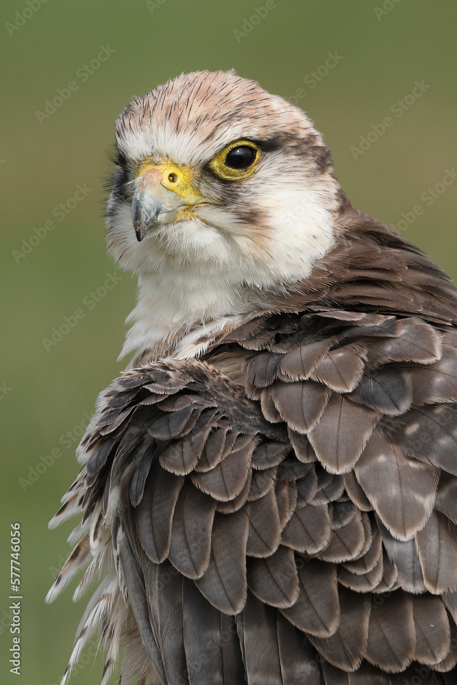 Portrait of a Lanner Falcon against a green background
Portrait of a Lanner Falcon against a green background