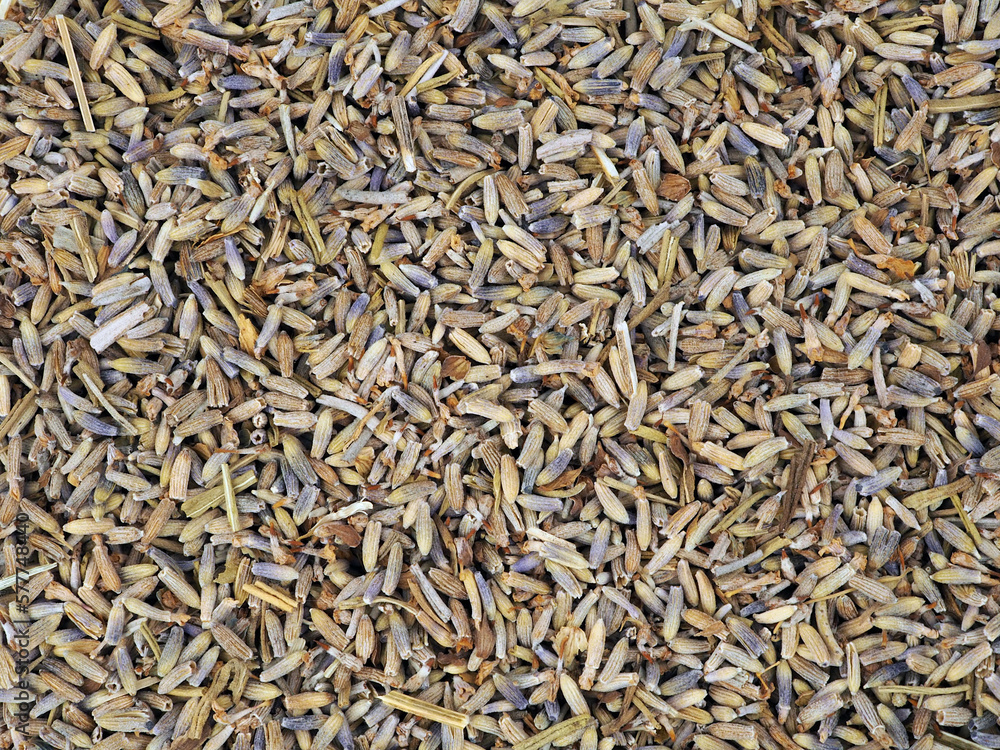 Dried lavender flowers as background