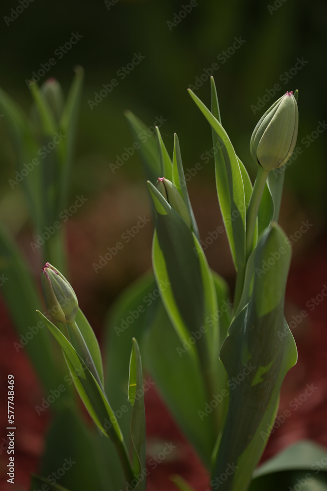 Obraz premium tulips buds in spring