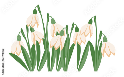 Fototapeta Naklejka Na Ścianę i Meble -  Spring flowers. Snowdrops vector illustration. Snowdrops blooming through the snow on white isolated background.