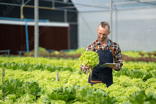 Young caucasian male farmer picking up the salad and collecting the data with digital tablet while working in the hydroponic farm.