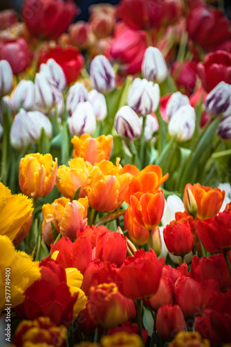 field of tulips