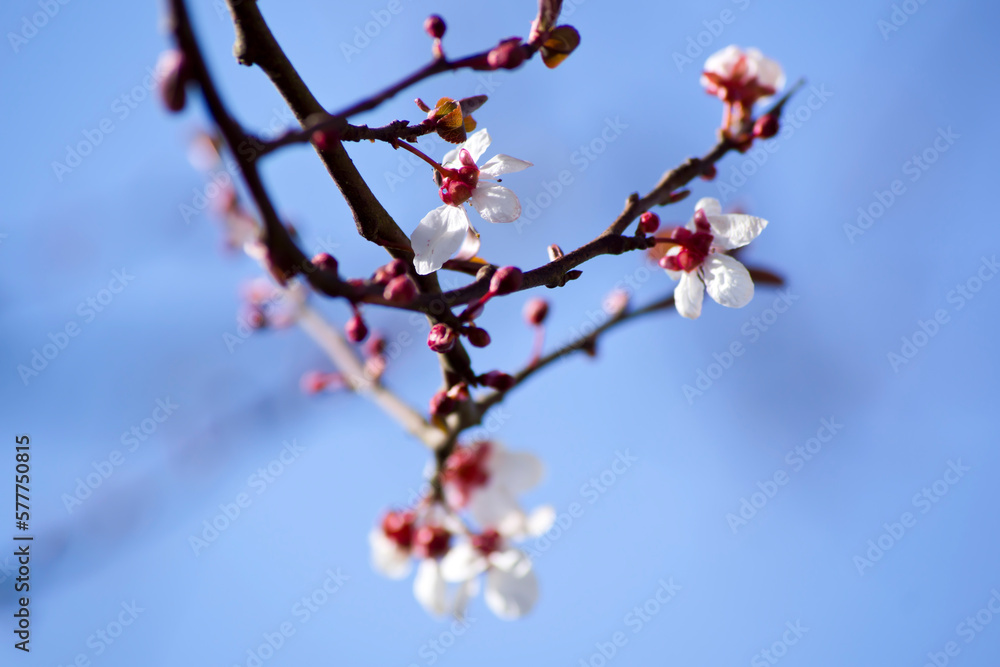 Ramas de cerezo japonés con el cielo de fondo Stock Photo Adobe Stock Ramas de cerezo japonés con el cielo de fondo Stock Photo Adobe Stock