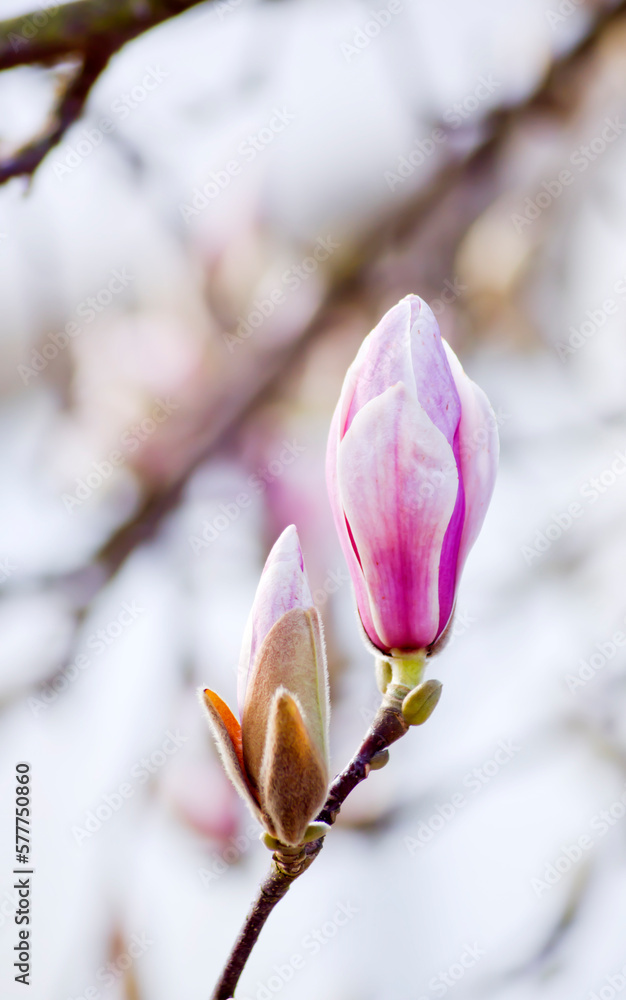 Macro de flores de magnolio con ramas desenfocadas al fondo Macro de flores de magnolio con ramas desenfocadas al fondo