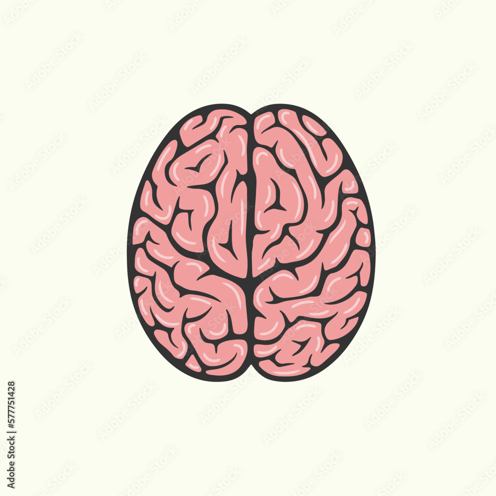 human brain illustration human brain illustration