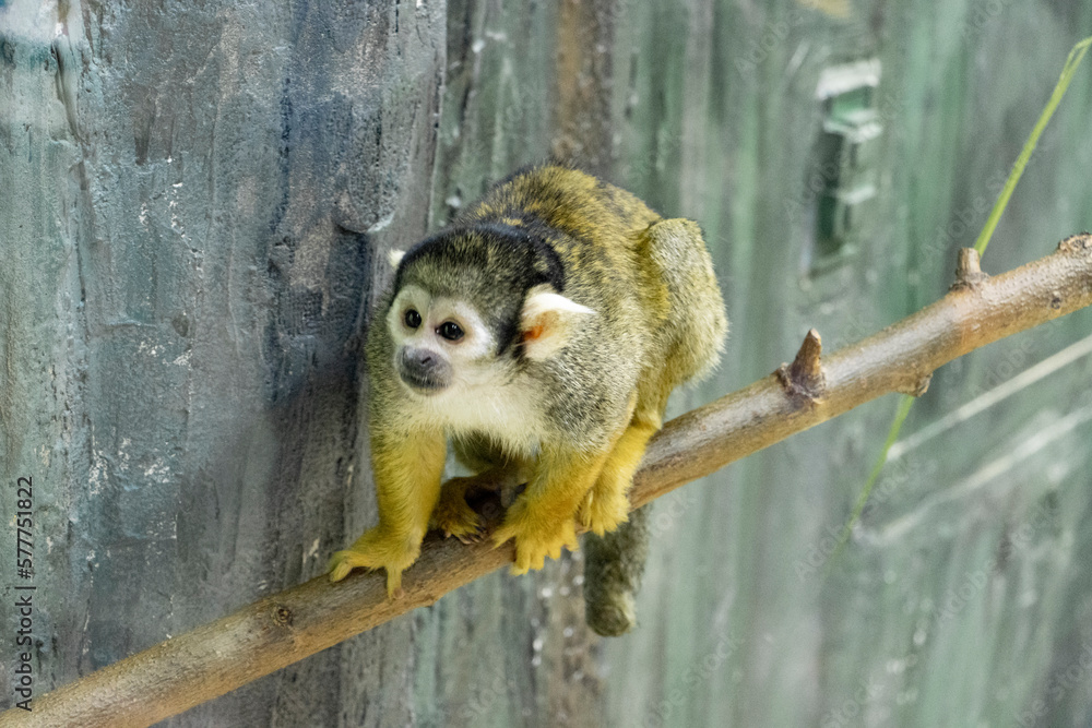 Obraz premium squirrel monkey balancing on branch at the zoo