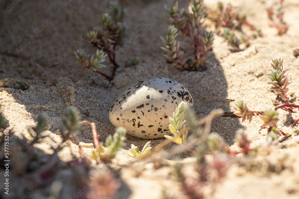 Fototapeta premium Seagull egg in between sand and succulents
