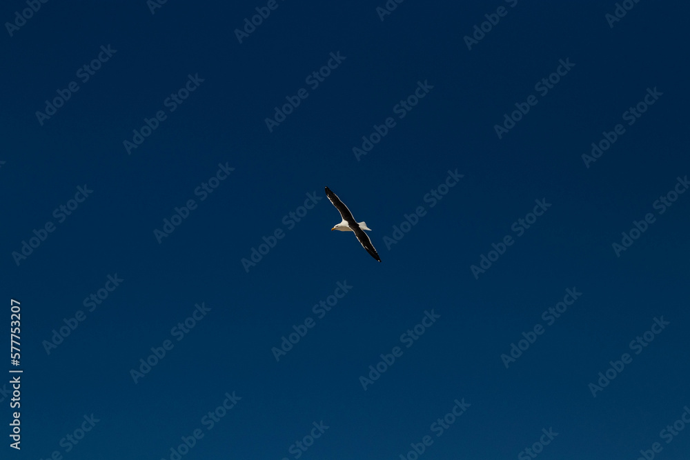 Fototapeta premium Seagull in flight isolated in a blue sky