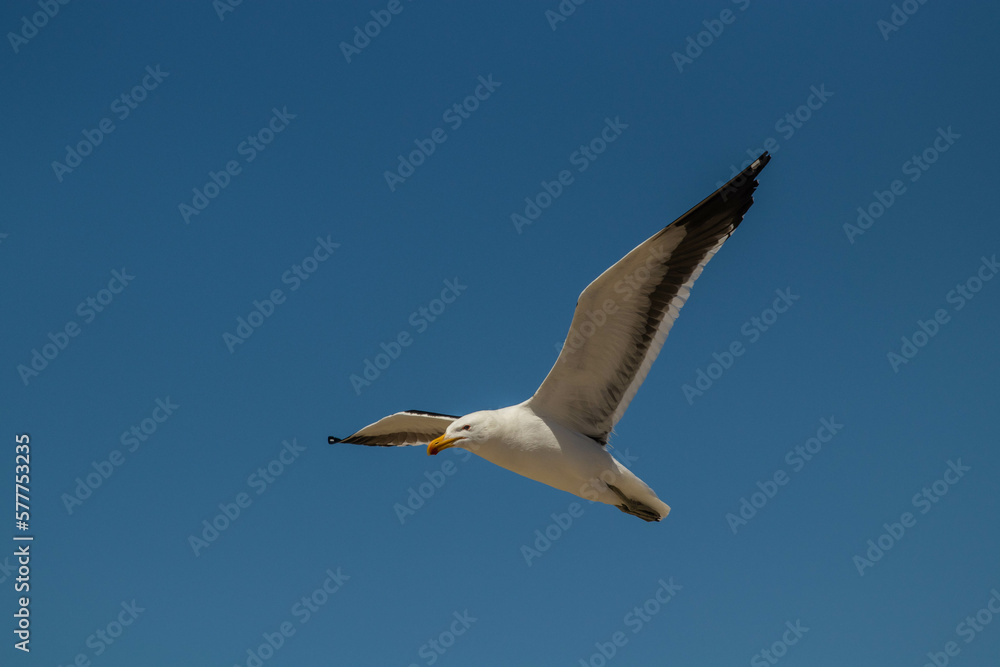 Seagull in flight isolated in a blue sky Seagull in flight isolated in a blue sky