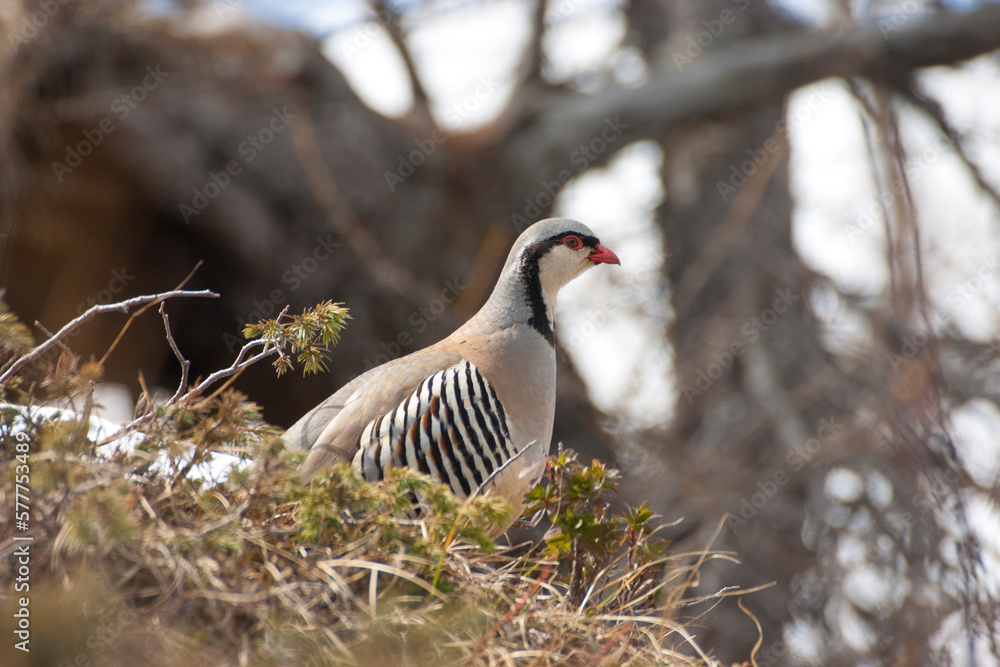 Rock partridge of the Alps, coturnice (Alectoris graeca) Rock partridge of the Alps, coturnice (Alectoris graeca)