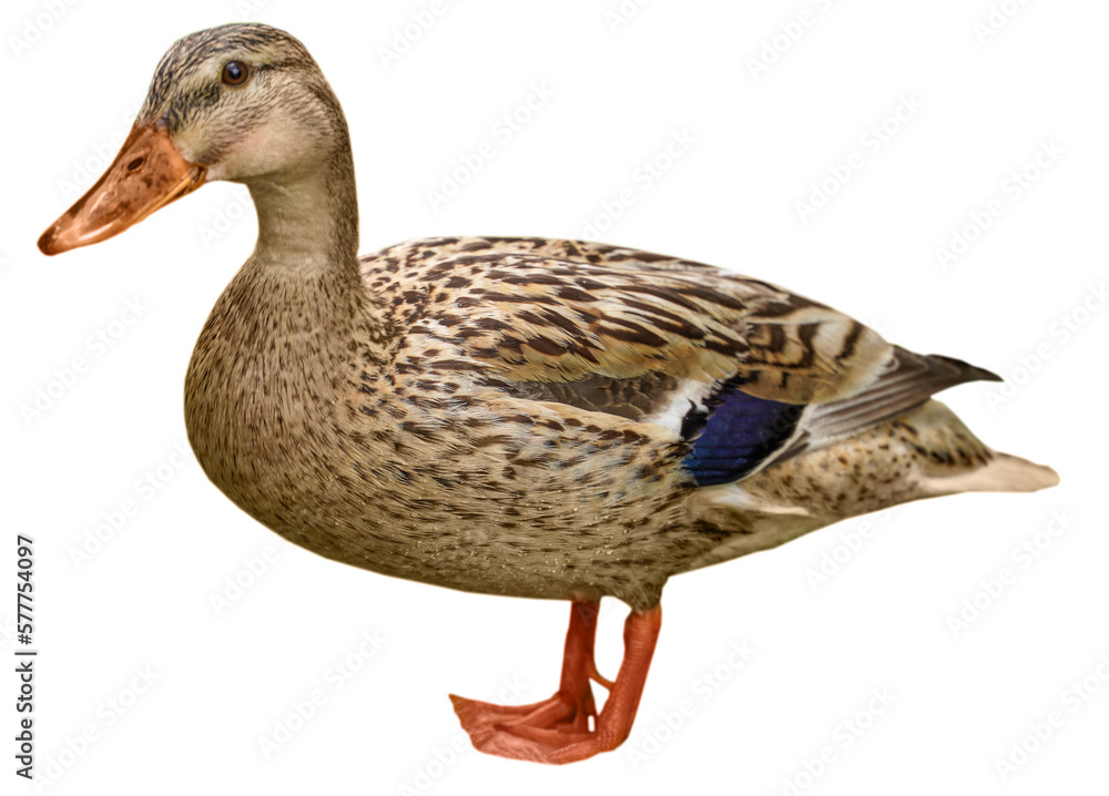Beautiful Wild duck walking isolated on white background. Beautiful Wild duck walking isolated on white background.