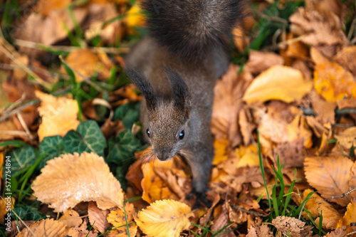 Curious squirrel