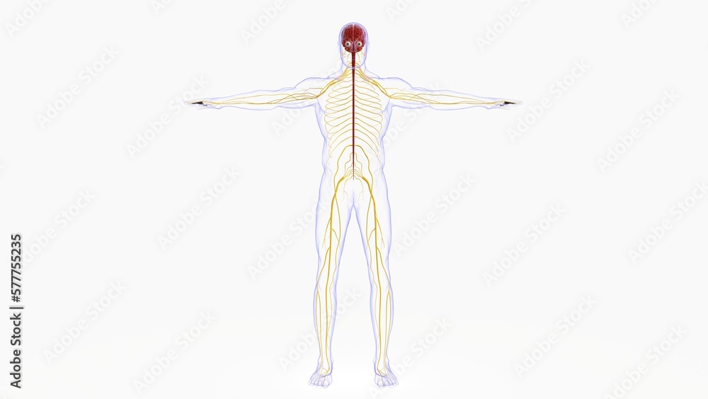 Human brain anatomy for medical concept 3D rendering Human brain anatomy for medical concept 3D rendering
