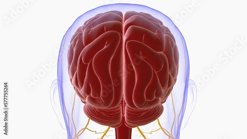 Human brain anatomy for medical concept 3D rendering photo