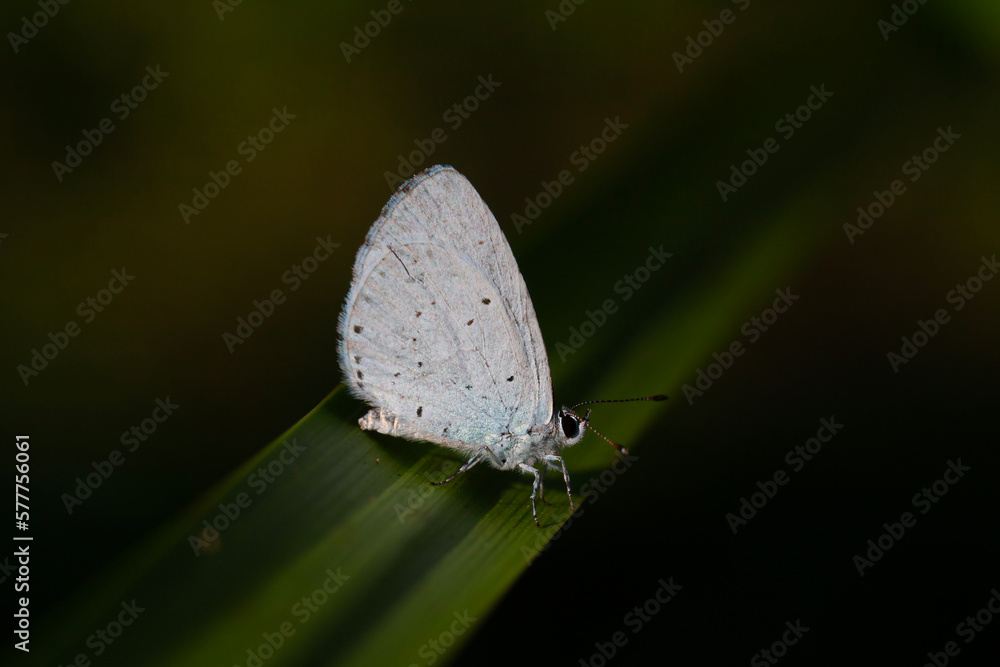 blue butterfly on leaf, Holly Blue, Celastrina argiolus blue butterfly on leaf, Holly Blue, Celastrina argiolus