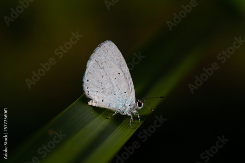 blue butterfly on leaf, Holly Blue, Celastrina argiolus © kenan