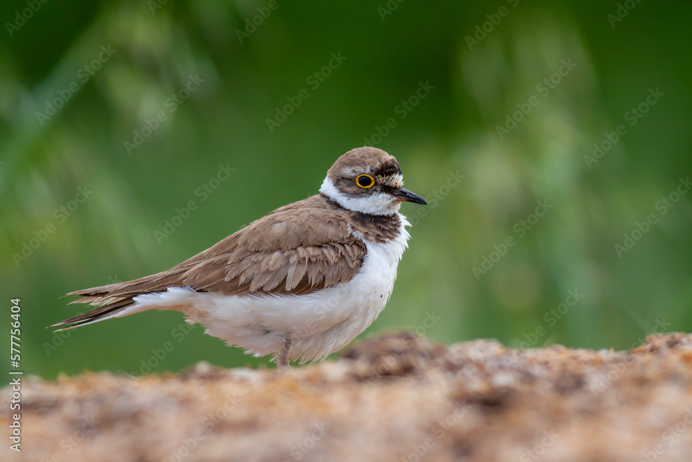 bird on the grass, Little Ringed Plover, Charadrius dubius bird on the grass, Little Ringed Plover, Charadrius dubius