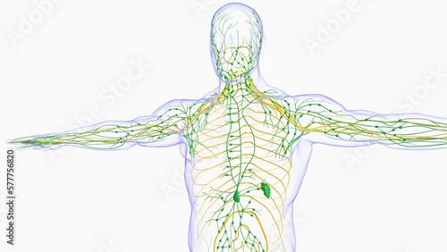 Human lymph nodes anatomy for medical concept 3D rendering photo