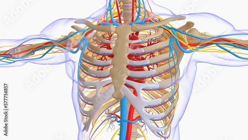 Human skeleton anatomy for medical concept 3D illustration