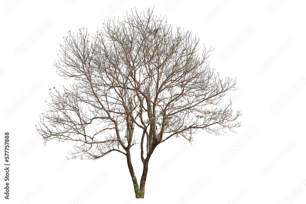 PNG death tree or leafless tree transparent PNG easy to drag and drop - obrazy, fototapety, plakaty 