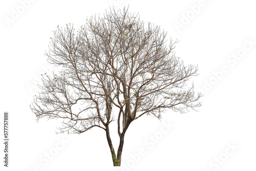 PNG death tree or leafless tree transparent PNG easy to drag and drop photo