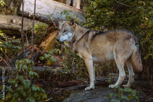 The wolf (Canis lupus wolves) in his pack. The wolf in the forest. Wild nature. 