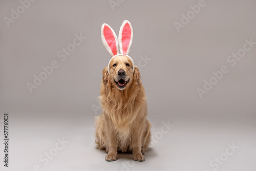 Golden Retriever dog sitting with hare ears on his head against a white background in the studio
