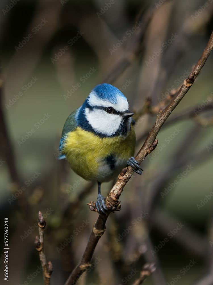 Beautiful eurasian blue tit bird sitting on thin twig looking to the side