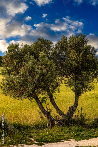 piękne drzewko oliwne na południu Włoch