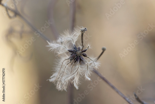Clematis Old man   s beard in winter in close view