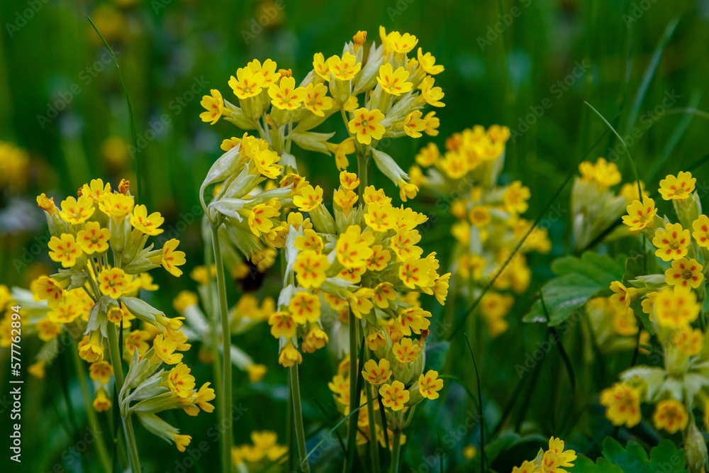 Spring primrose , or Primrose officinalis , or real primrose , or spring primrose ( lat. Primula veris ) is a perennial herbaceous plant Spring primrose , or Primrose officinalis , or real primrose , or spring primrose ( lat. Primula veris ) is a perennial herbaceous plant