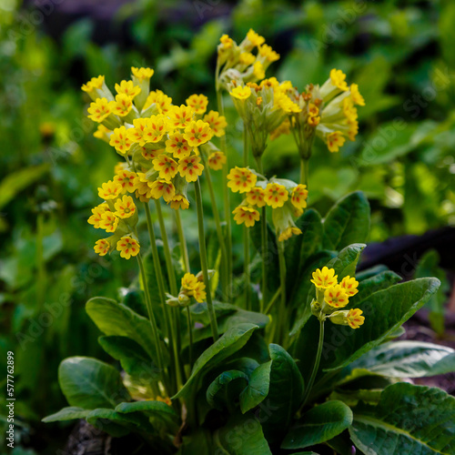 Spring primrose , or Primrose officinalis , or real primrose , or spring primrose ( lat. Primula veris ) is a perennial herbaceous plant