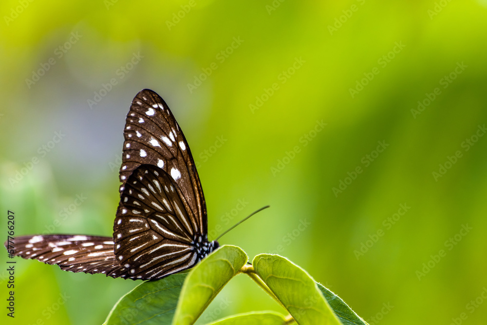 A butterfly of Ceylon blue glassy tiger (Ideopsis similis) perched on a leaf A butterfly of Ceylon blue glassy tiger (Ideopsis similis) perched on a leaf