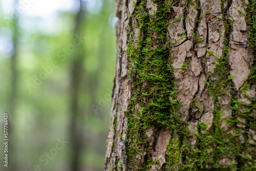 Fototapeta Naklejka Na Ścianę i Meble -  Mossy Tree Trunk Bark with Woodland Background ~BARK OF A TREE~