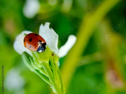 Red ladybird sitting on the White flower