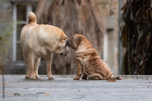 Shar-Peï fauve brush en extérieur 