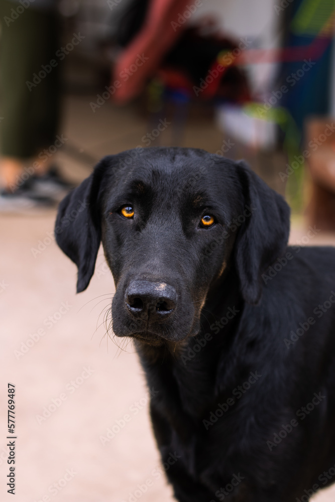 Retrato de perro labrador, en Yurimaguas, Loreto - Perú. Retrato de perro labrador, en Yurimaguas, Loreto - Perú.