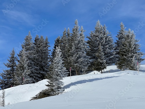 Picturesque canopies of alpine trees in a typical winter atmosphere in the Swiss Alps and over the tourist resort of Arosa - Canton of Grisons, Switzerland (Schweiz) © Mario