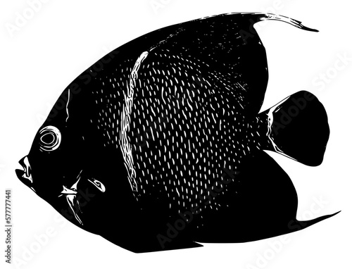 black and white fish