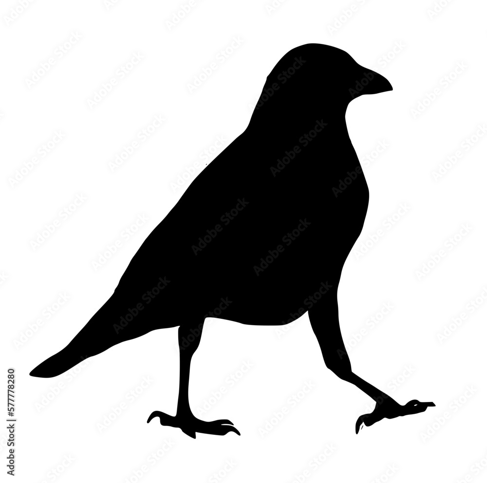 silhouette of a crow silhouette of a crow