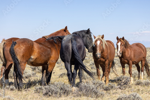 Wild Horses in Autumn in the Desert in Wyoming © natureguy