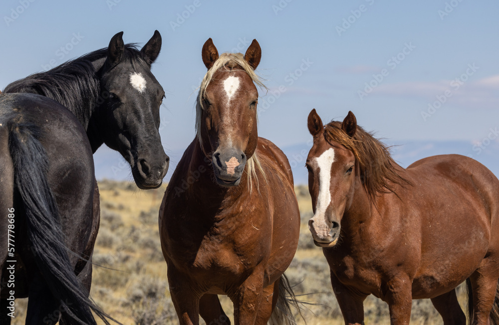 Wild Horses in Autumn in the Desert in Wyoming